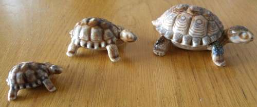 Wade - Tortoise family